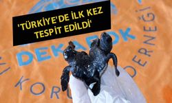 Türkiye'de ilk kez görüldü! Siyam ikizi caretta yavruları