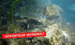 Düden'de kirlilikten sonra sevindiren 'endemik' gözlem