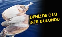Gazipaşa'da denizde ölü inek bulundu