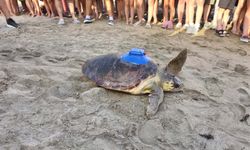 Ürettikleri ilk yerli uydu takip cihazı, caretta carettaya takıldı