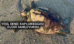 Alanya'da yeşil deniz kaplumbağa sahile vurdu