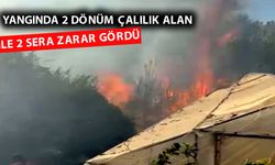 Alanya'da çalılık yangını seralara zarar verdi