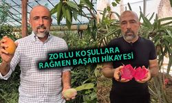 Alanya'da tropikal meyve mucizesi: Engebeli arazide 40 çeşit ürün