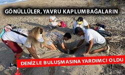 Alanya'da yavru kaplumbağalar denizle buluştu