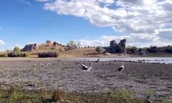 9 leylek doğaya bırakıldı