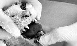 Alanya'da başarılı çene ameliyatı: Kedi kurtuldu