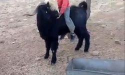 Keçiye binip köy yaşamını anlattı