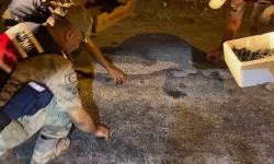 Yavru 'caretta caretta'lar Jandarma eliyle denize ulaştı