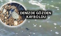 Yavru kaplumbağa yuvadan çıkıp denize ulaştı