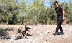 Jandarma köpeği 'Hane', kundaklama olaylarını tespit ediyor
