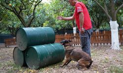Antalya'nın ilk enkazda canlı arama sertifikalı köpeği 'Tina' oldu