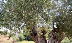 1210 ve 770 yaşındaki 2 zeytin ağacından 70 kilo mahsul bekleniyor