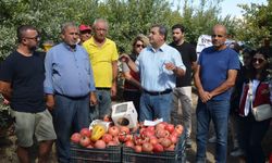 Antalya'da nar hasadı başladı