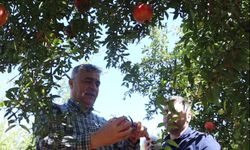 Antalya'da nar üreticinin yüzünü güldürdü