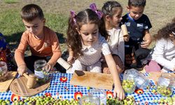 Minikler zeytin hasadında
