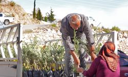 Yangında zarar gören bahçe sahiplerine zeytin fidanı