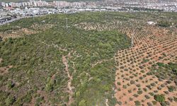Zeytinde iklim etkisi ile rekoltede yüzde 30 kayıp