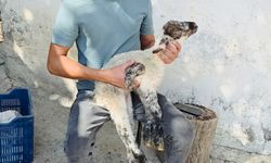 Besicinin '5 bacaklı kuzu' şaşkınlığı