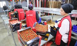 Ukrayna'nın 'domates' ve 'dikenli salatalık' kararı için çözüm çağrısı