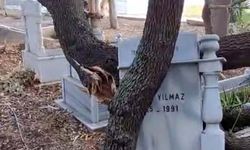 Rüzgardan dalları kırılan ağaçlar mezarlara zarar verdi