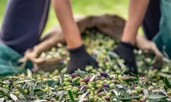Sofralık zeytin ihracatında 255 milyon dolarlık tarihi rekor