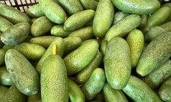 Alanya avokadosunda rekolte beklentisi 150 milyon adet
