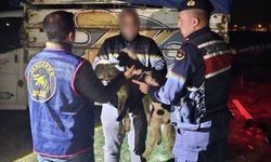 Çalınan kuzuları jandarma buldu