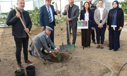 Deneme amaçlı kahve fidanı dikildi