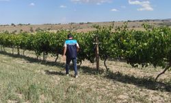 Karacalar üzümüne coğrafi işaret