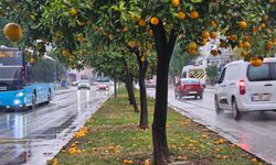 Şiddetli yağmur turunçları döktü