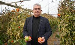 Söğüt domatesine coğrafi işaret alınacak