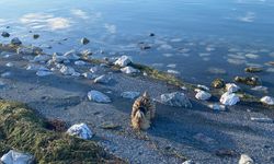 Yaralı Güney Amerika balabanı koruma altına alındı