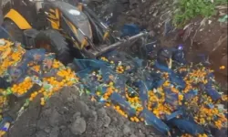 Artvin Sarp Sınır Kapısı'nda 6,1 ton mandalina imha edildi!