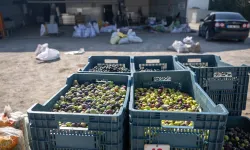 Belediye zeytini dalından sofraya ücretsiz ulaşım