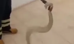 Cami lavabosunda zehirli yılan paniği