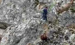 Dağda mahsur kalan keçiler itfaiye kurtardı