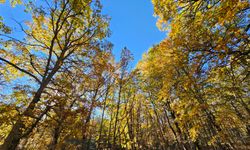 Dünyadaki tek kasnak meşesi ormanına izinsiz girmenin cezası 557 bin TL