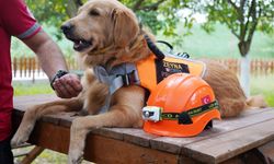 'Evcil köpekler de arama kurtarma timlerinde yer alabilir'