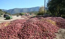 Köylerde elma tepeleri oluştu