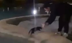 Sokak kedisini defalarca süs havuzuna attılar