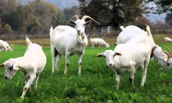 Süt otu desteği meraları yeşertti