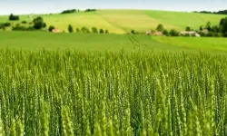 Tarım-ÜFE yıllık yüzde 45,40 arttı! Tek yıllık bitkisel ürünlerde sert fiyat artışı