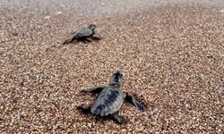 Antalya'da yarım milyona yakın caretta yavrusu denizle buluştu