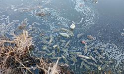 'Atıklar Eber Gölü'ndeki yaşamı yok etti'