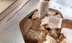 Gümrüklerde rekor: 33 ton 198 kilo uyuşturucu ele geçirildi