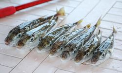 Antalya'da 'balon balığı avcıları', 1 milyon 227 bin 144 lira kazandı