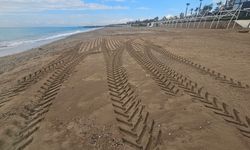 Caretta yuvası kumullar, iş makinesiyle ezildi