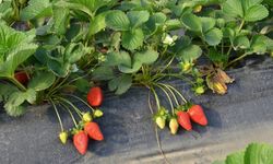 Kadriye çileğine coğrafi işaret başvurusu