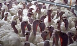 Yılbaşı hindisi 800 ile 1000 lira