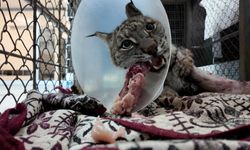 Köpek saldırısında yaralanan vaşak hayata tutundu